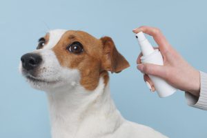Spray anti-puces maison : recette naturelle pour chiens, chats et intérieur