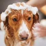 Shampoing doux DIY pour chien : recette naturelle, économique et sans produits toxiques