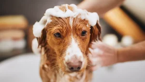 Shampoing doux DIY pour chien : recette naturelle, économique et sans produits toxiques