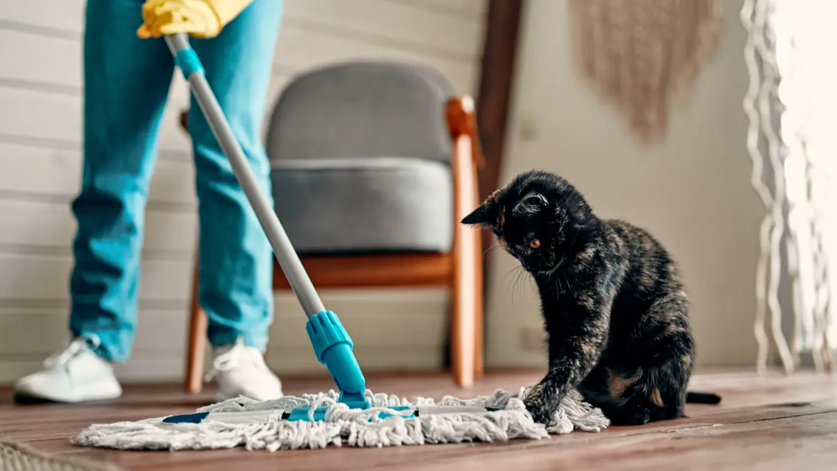 Nettoyant sol naturel sans danger pour chats et chiens : recette efficace et sécurisée