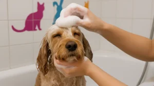 Mon chien avait la peau irritée… ce shampoing maison a tout changé en 3 jours seulement !