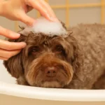 J’ai lavé mon chien avec ce shampoing maison… fini les démangeaisons et les produits toxiques