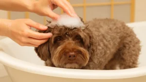 J’ai lavé mon chien avec ce shampoing maison… fini les démangeaisons et les produits toxiques