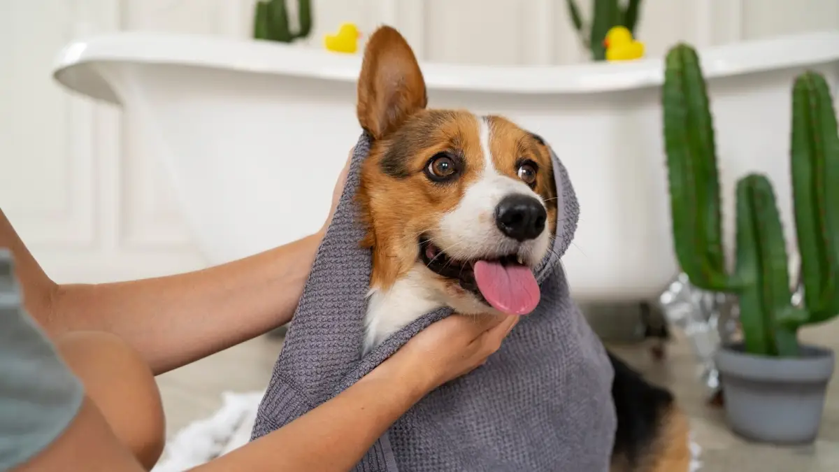 Découvrez les meilleurs ingrédients naturels pour laver votre chien en douceur et préserver sa peau sensible naturellement