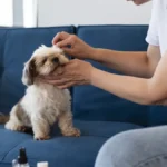 Ce spray anti-puces sans huiles essentielles est la recette naturelle que tout le monde va bientôt adopter