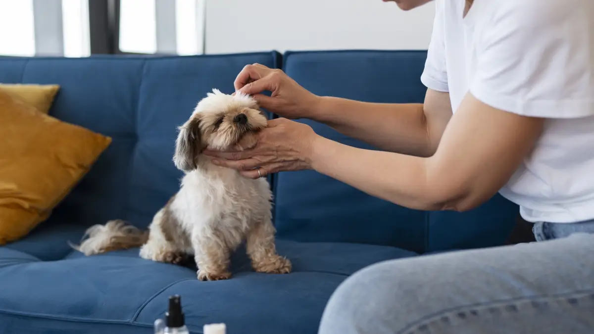 Ce spray anti-puces sans huiles essentielles est la recette naturelle que tout le monde va bientôt adopter